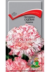 Гвоздика садовая Баэнигна