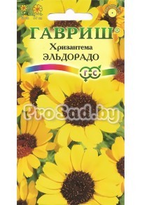 Хризантема Эльдорадо