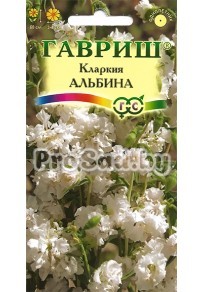 Кларкия ноготковая Альбина