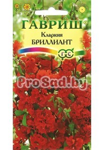 Кларкия ноготковая Бриллиант