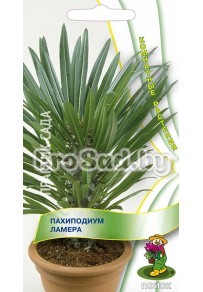 Пахиподиум Ламера