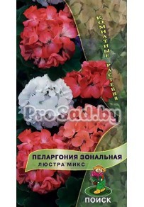 Пеларгония зональная Люстра микс