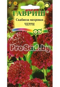 Скабиоза махровая Черри