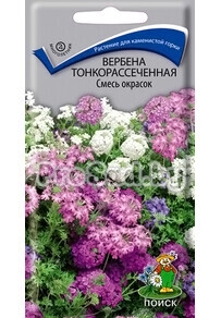Вербена тонкорассечённая, смесь окрасок