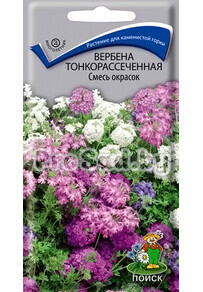 Вербена тонкорассечённая, смесь окрасок