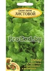 Салат Латук листовой (Польша)