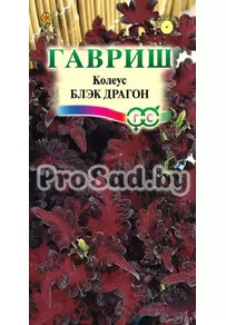 Колеус Блэк Драгон