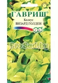 Колеус Визард голден
