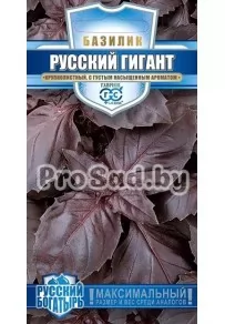 Базилик Русский гигант фиолетовый