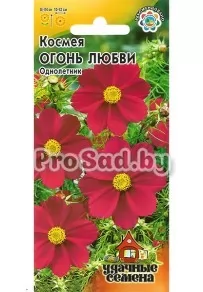 Космея Огонь любви