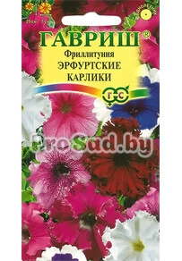 Петуния (Фриллитуния) Эрфуртские карлики, смесь