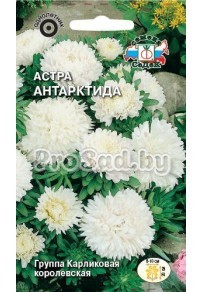 Астра карликовая Антарктида