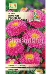 Астра Помпон Розовый