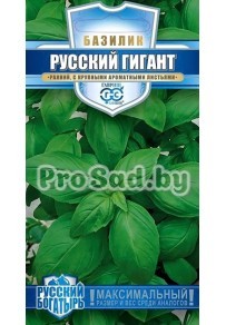 Базилик Русский гигант зелёный