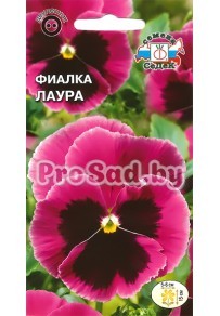 Фиалка Швейцарский гигант Лаура