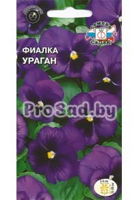 Фиалка Швейцарский гигант Ураган