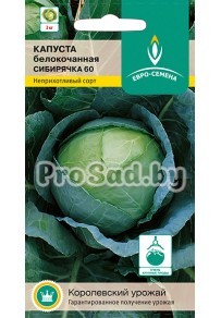 Капуста белокочанная Сибирячка 60