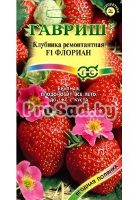 Клубника ремонтантная F1 Флориан (Голландия)