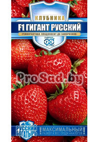 Клубника ремонтантная F1 Гигант русский