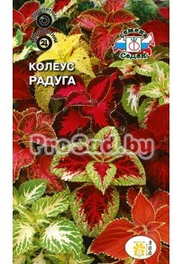 Колеус Радуга