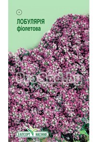 Лобулярия Фиолетовая