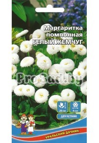 Маргаритка помпонная Белый жемчуг
