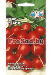 Редис Рубин