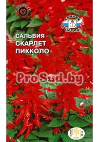 Сальвия Скарлет пикколо