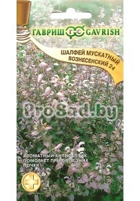 Шалфей мускатный Вознесенский 24