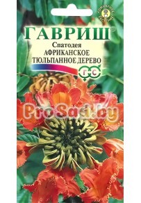 Спатодея Африканское тюльпановое дерево