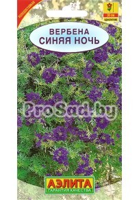 Вербена тонкорассечённая Синяя ночь