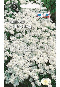Иберис Снегопад