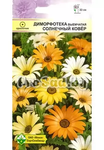 Диморфотека выемчатая Солнечный ковёр