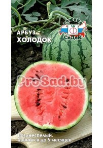 Арбуз Холодок