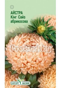 Астра Кинг сайз Абрикосовая