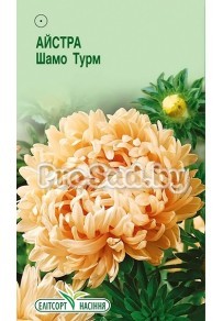 Астра Шамо Турм