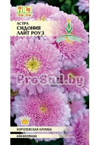 Астра Сидония Лайт роуз