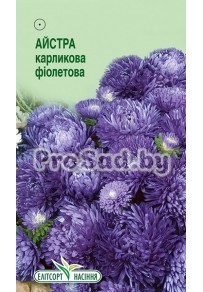 Астра карликовая Фиолетовая
