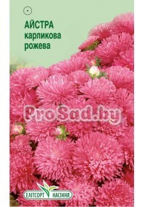 Астра карликовая Розовая