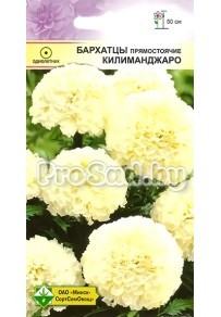 Бархатцы прямостоячие Килиманджаро