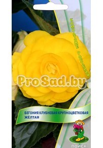 Бегония клубневая крупноцветковая Жёлтая