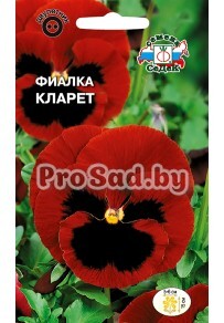 Фиалка Швейцарский гигант Кларет