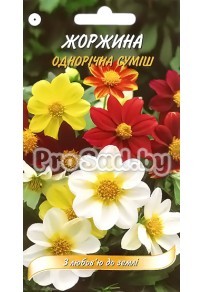 Георгина однолетняя, смесь