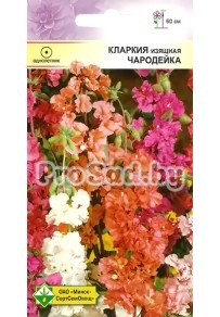 Кларкия изящная Чародейка