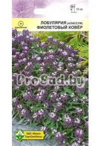 Лобулярия морская Фиолетовый ковёр