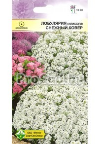 Лобулярия морская Снежный ковёр
