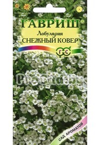 Лобулярия морская Снежный ковёр