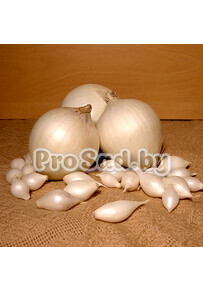 Лук-севок Сноуболл (Голландия)