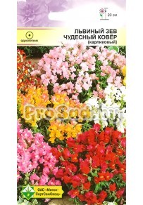 Львиный зев карликовый Чудесный ковёр
