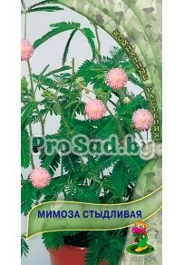 Мимоза Стыдливая